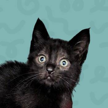 Polaroid -  Domestic Short Hair Cat for Adoption in Reno, Nevada - Polaroid | PetCurious
