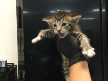 A1931870 -  Domestic Short Hair Cat for Adoption in Thousand Palms, California - A1931870 | PetCurious