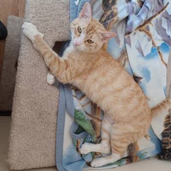 Annabelle -  Tabby and Domestic Short Hair Cat for Adoption in San Jose, California - Annabelle | PetCurious
