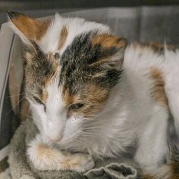Domestic Short Hair Cats Available for Adoption in New York, New York - Cindy | PetCurious