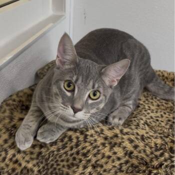Domestic Short Hair Cats Available for Adoption in Clearwater, Florida - Joseph | PetCurious