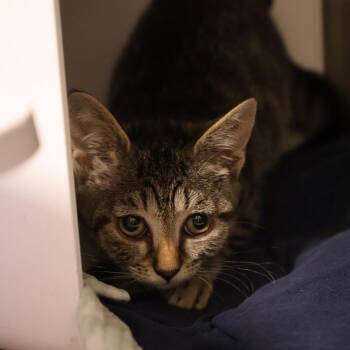 Dominga -  Domestic Short Hair Cat for Adoption in Briarcliff Manor, New York - Dominga | PetCurious