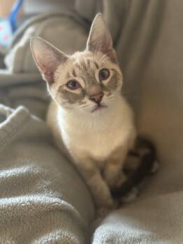 Domestic Short Hair Cats Available for Adoption - Fritz | PetCurious