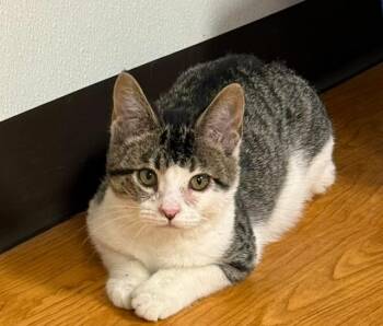 Domestic Short Hair Cats Available for Adoption in Mauston, Wisconsin - Lucky | PetCurious