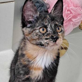 Domestic Short Hair Cats Available for Adoption in Glenfield, New York - Artemis | PetCurious