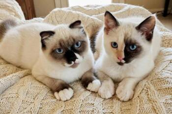 Azula -  Domestic Short Hair Cat for Adoption in Millcreek, Utah - Azula | PetCurious