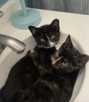 Paco and Peppa ***Bonded Pair*** -  Domestic Short Hair Cat for Adoption in Wheaton, Illinois - Paco And Peppa ***Bonded Pair*** | PetCurious