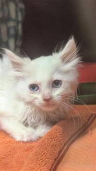 Domestic Long Hair Cats Available for Adoption - Angel | PetCurious