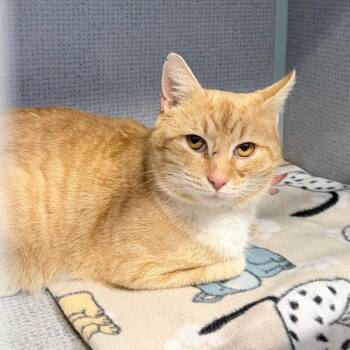 Domestic Short Hair Cats Available for Adoption - Sonny | PetCurious