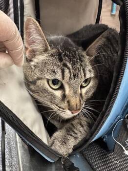 POLLY -  Domestic Short Hair Cat for Adoption in Thousand Palms, California - POLLY | PetCurious
