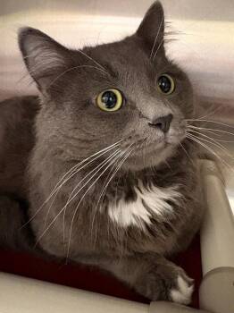 Domestic Medium Hair Cats Available for Adoption in Fall River, Massachusetts - Thomas O