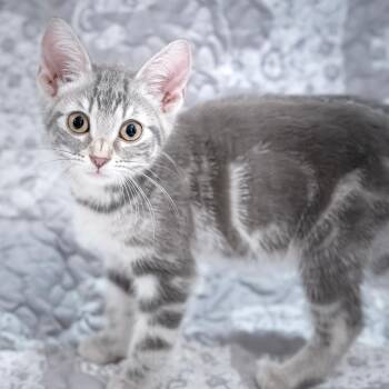 Gracie -  Domestic Short Hair Cat for Adoption in Calgary, Alberta - Gracie | PetCurious