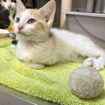 Netflix -  Domestic Short Hair Cat for Adoption in Saint Charles, Missouri - Netflix | PetCurious