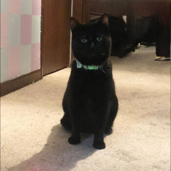 Rescue Domestic Short Hair Cats for Adoption in Matteson, Illinois - Shia | PetCurious