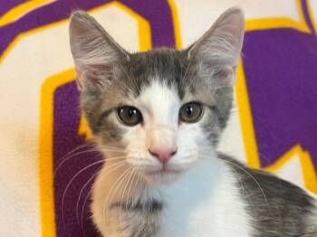 Spot -  Tabby and Domestic Short Hair Cat for Adoption in Pineville, Louisiana - Spot | PetCurious