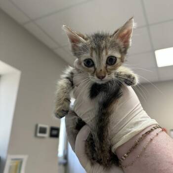 A044639 -  Domestic Short Hair Cat for Adoption in Houston, Texas - A044639 | PetCurious