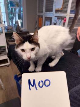 Moo -  Domestic Medium Hair Cat for Adoption in Vancouver, Washington - Moo | PetCurious