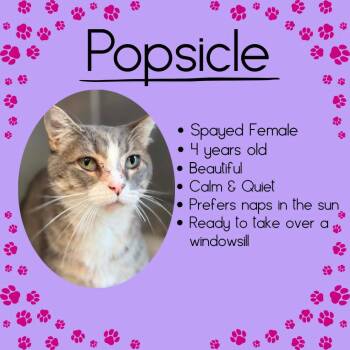 Popsicle -  Domestic Short Hair Cat Available for Adoption in Junction City, Kansas - Popsicle | PetCurious