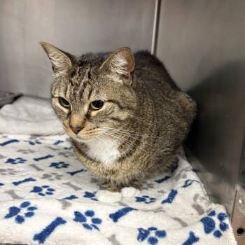 Domestic Short Hair Cats Available for Adoption in Beaumont, Texas - Jake | PetCurious