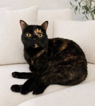 Seven WM -  Domestic Short Hair Cat for Adoption in Greenville, South Carolina - Seven WM | PetCurious