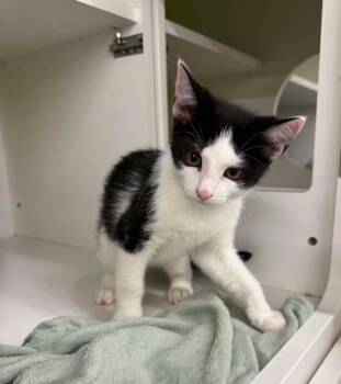 Ring -  Domestic Short Hair Cat for Adoption in Gorham, Maine - Ring | PetCurious