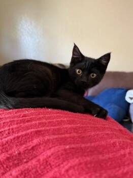 Rescue Domestic Short Hair Cats for Adoption in Parlier, California - Kanye | PetCurious