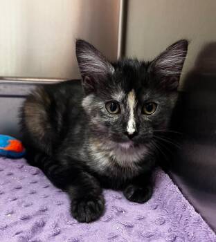 Jackie -  Domestic Short Hair Cat for Adoption in Logan, Utah - Jackie | PetCurious