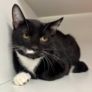 BigMac -  Domestic Short Hair Cat for Adoption in Saint Joseph, Missouri - BigMac | PetCurious