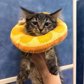 Padfoot -  Domestic Short Hair Cat for Adoption in Dearborn, Michigan - Padfoot | PetCurious
