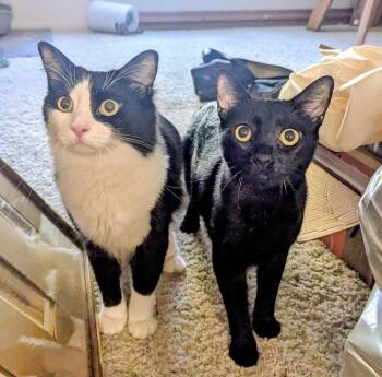 Captain and Moby - Bonded brothers -  Domestic Short Hair Cat for Adoption in Fountain Valley, California - Captain And Moby - Bonded Brothers | PetCurious