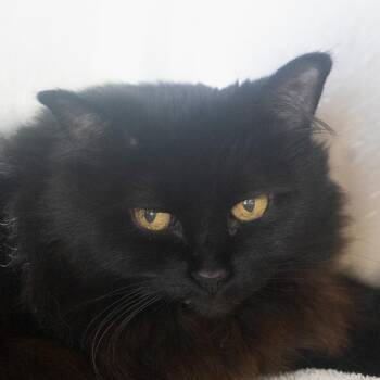 Clementine -  Domestic Long Hair and Mixed Breed Cat for Adoption in Asheville, North Carolina - Clementine | PetCurious