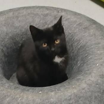 Noodle -  Domestic Short Hair Cat for Adoption in Hampton Bays, New York - Noodle | PetCurious
