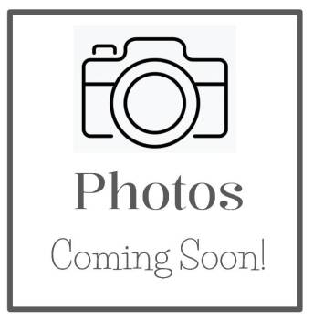 Domestic Short Hair Cats Available for Adoption - Sugar | PetCurious