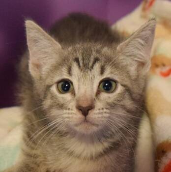 Stevie -  Domestic Short Hair Cat for Adoption in Bulverde, Texas - Stevie | PetCurious