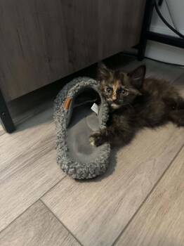 Radish 2 -  Domestic Medium Hair Cat for Adoption in Tucson, Arizona - Radish 2 | PetCurious
