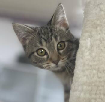 Domestic Short Hair Cats Available for Adoption in Neillsville, Wisconsin - Erin (Needs To Be Adopted W/Littermate) | PetCurious