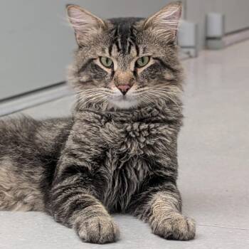 Archer -  Domestic Long Hair and Domestic Short Hair Cat for Adoption in Lakewood, Colorado - Archer | PetCurious