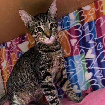 Tom -  Domestic Short Hair Cat for Adoption - Tom | PetCurious