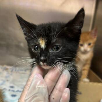 Rosie -  Domestic Short Hair Cat for Adoption in Newark, New Jersey - Rosie | PetCurious