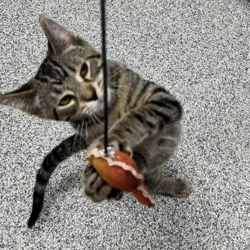 Habanero -  Domestic Short Hair Cat for Adoption in Monticello, Iowa - Habanero | PetCurious