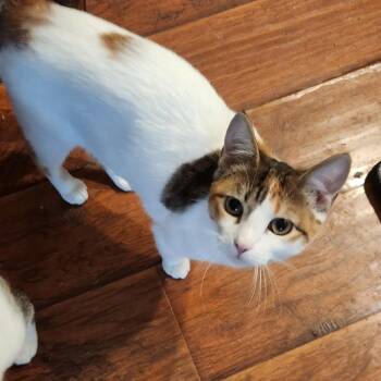 Domestic Short Hair Cats Available for Adoption in Spring, Texas - Thistle | PetCurious