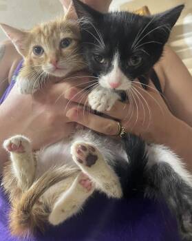 Viviane -  Domestic Long Hair Cat for Adoption in Newnan, Georgia - Viviane | PetCurious