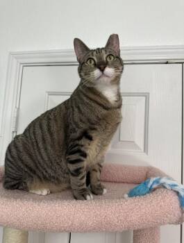 Domestic Short Hair and Tabby Cats Available for Adoption - Maui | PetCurious
