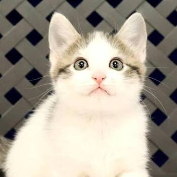 Domestic Short Hair Cats Available for Adoption in Fort Davis, Texas - Lilac | PetCurious