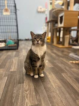 Rescue Domestic Short Hair Cats for Adoption in West Mifflin, Pennsylvania - Dixie | PetCurious