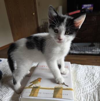 Rubble -  Domestic Short Hair Cat for Adoption in New Berlin, Wisconsin - Rubble | PetCurious