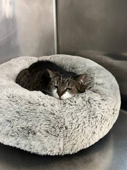 Tabby Cats Available for Adoption in Woodinville, Washington - Princess  | PetCurious