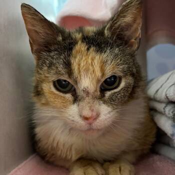 Kimiko -  Domestic Short Hair Cat Available for Adoption in Walker, Michigan - Kimiko | PetCurious