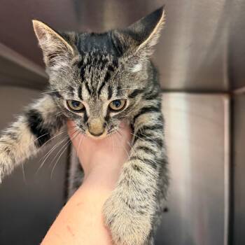 Domestic Short Hair Cats Available for Adoption - Max | PetCurious