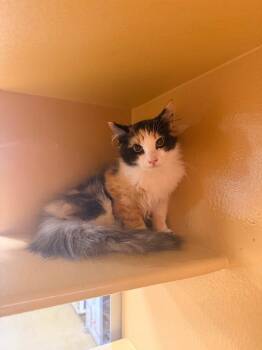 Domestic Medium Hair Cats Available for Adoption in Thousand Oaks, California - Mariah | PetCurious